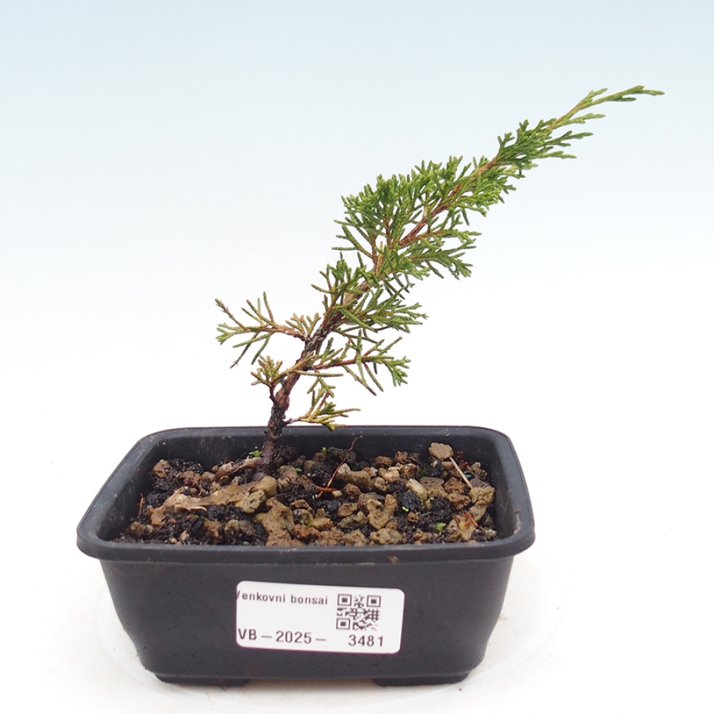 Bonsai für draußen - Juniperus chinensis Itoigawa
