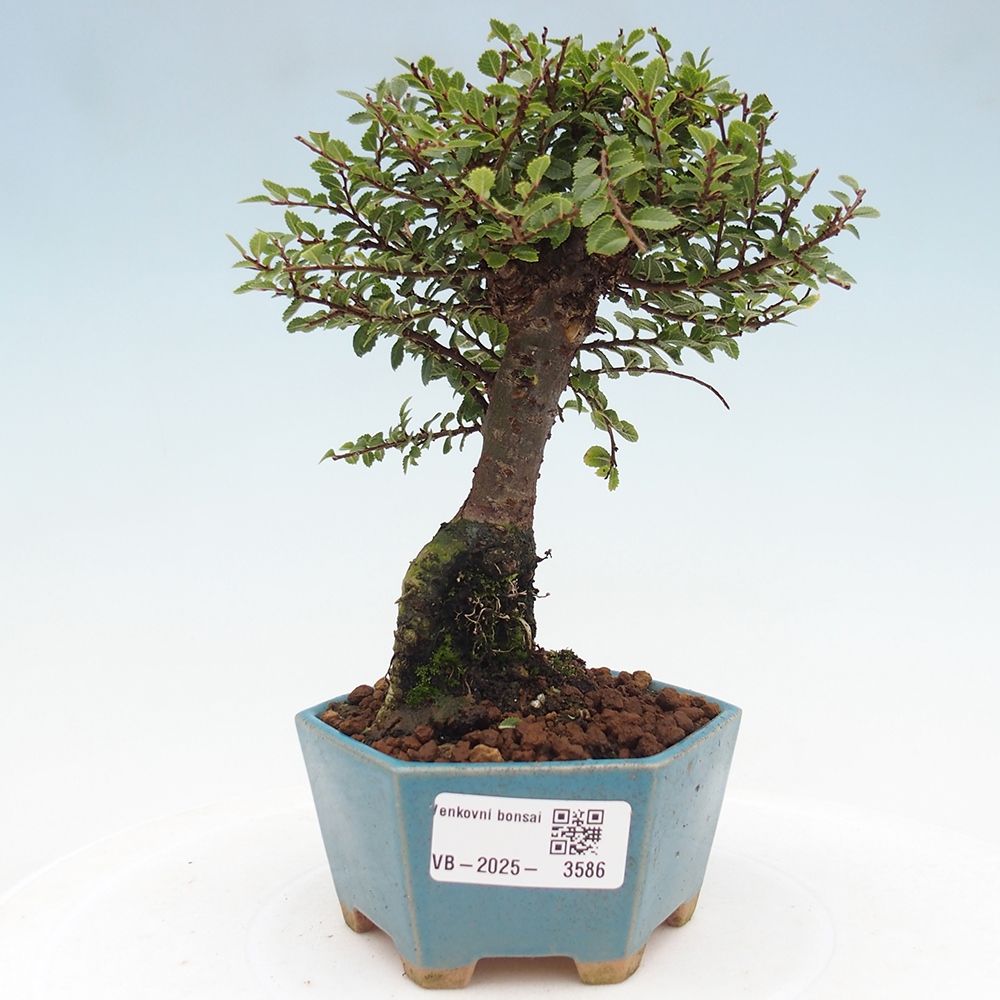 Bonsai für draußen - Ulmus parvifolia Hokkaido - Chinesische Ulme