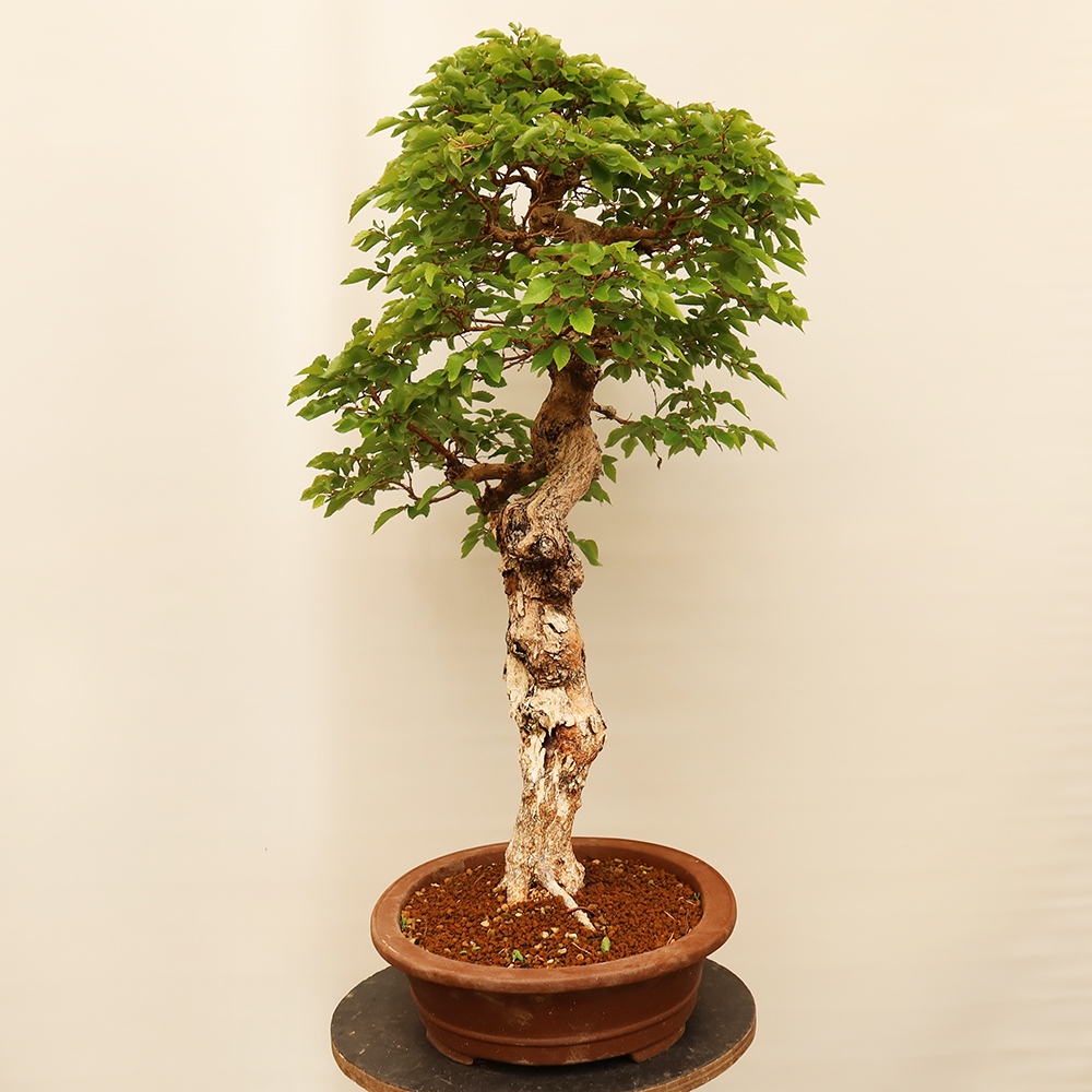 Bonsai für draußen - Karpinus Coreana - Koreanische Hainbuche