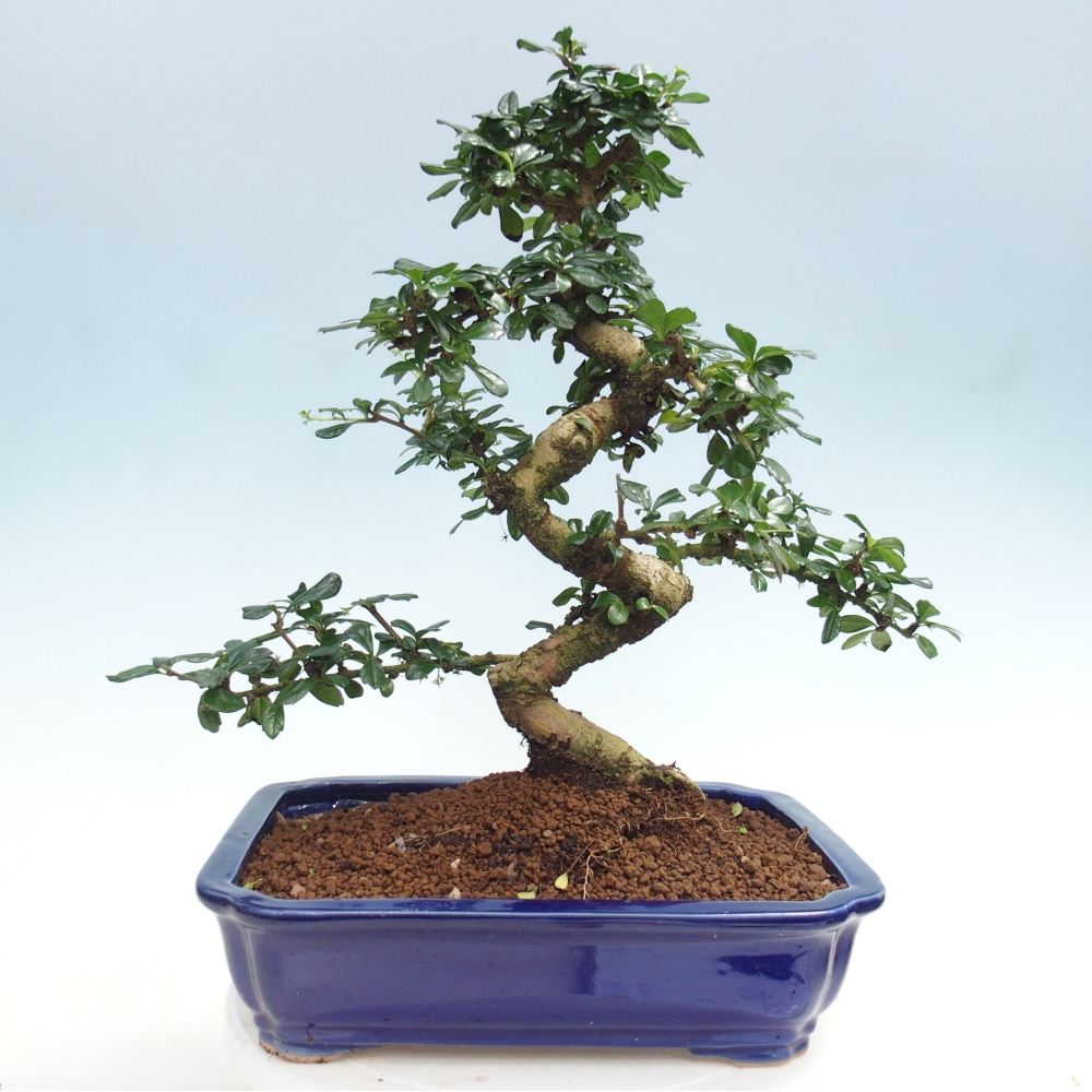 Zimmer-Bonsai - Carmona macrophylla - Tee-Fuki