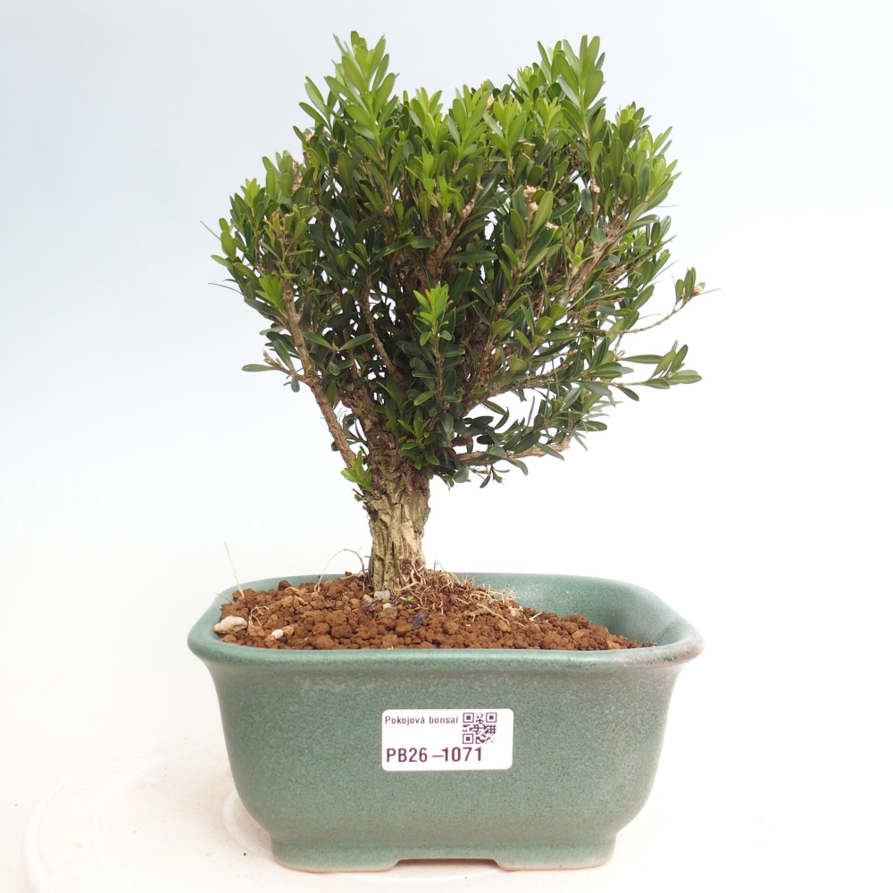 Zimmer Bonsai - Buxus harlandii - Korkbuxus