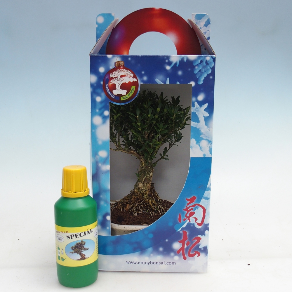 Zimmerbonsai im Geschenkkarton Buxus harlandii - Korkbuxus