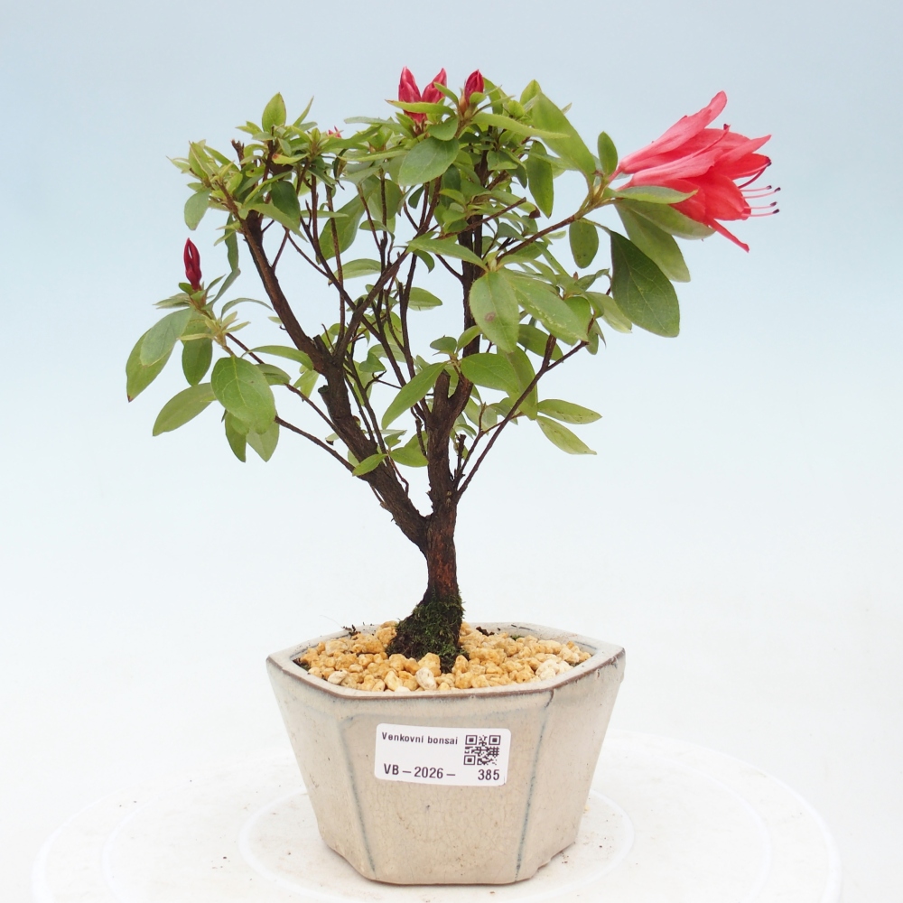 Bonsai für draußen - Japanische Azalee - Azalea sp.