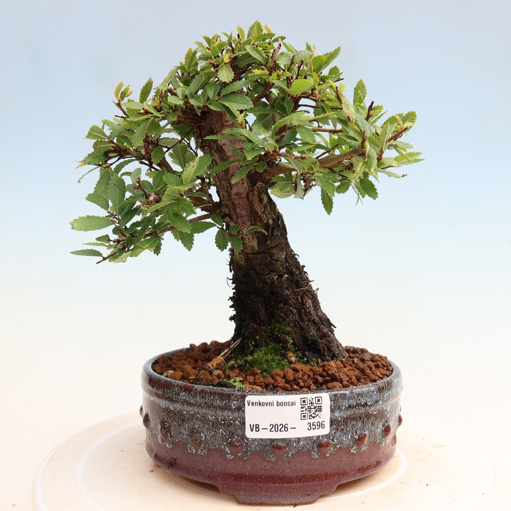Bonsai für draußen - Zelkova - Zelkova NIRE