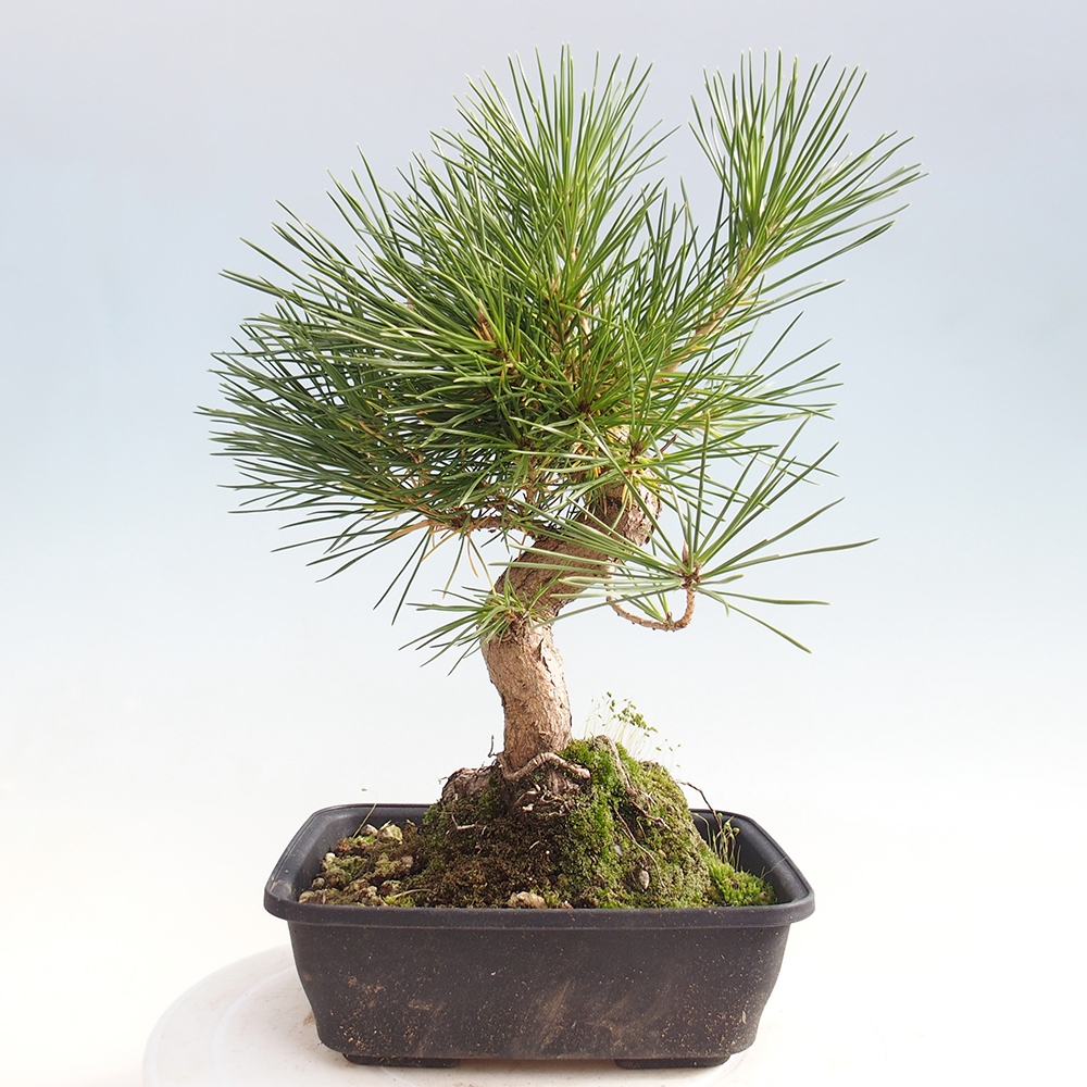 Bonsai für draußen - Pinus thunbergii - Thunberg-Kiefer