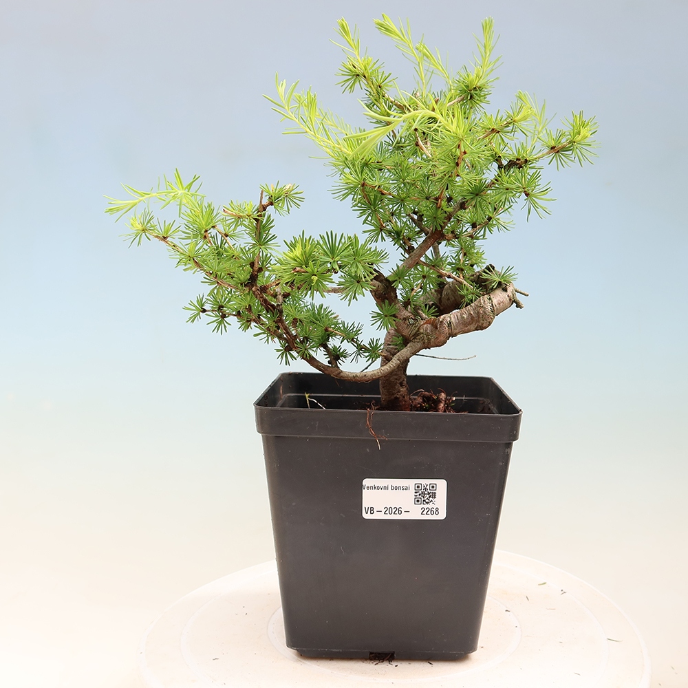 Bonsai für draußen -Larix decidua - Lärche
