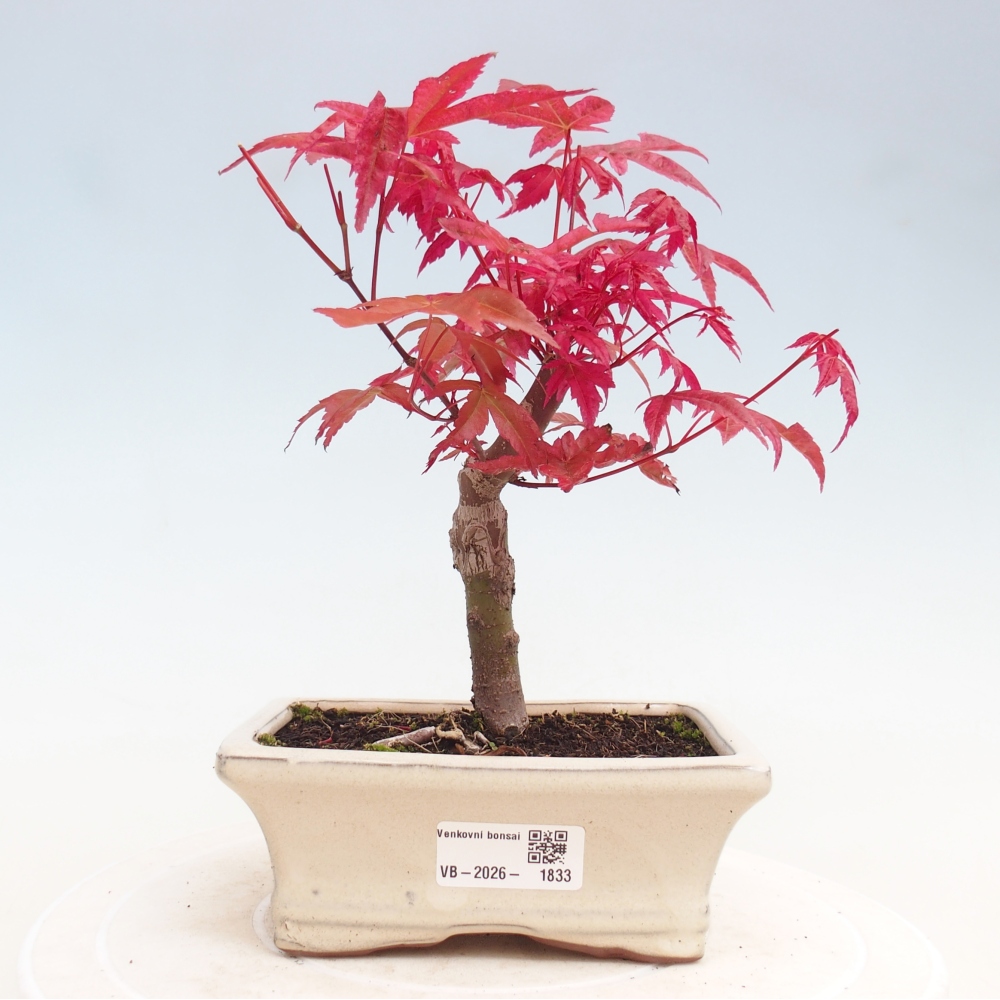 Bonsai für draußen - Acer palmatum DESHOJO