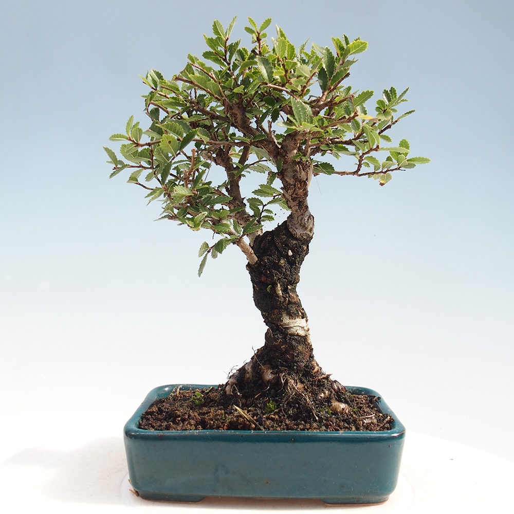 Bonsai für draußen - Zelkova - Zelkova NIRE