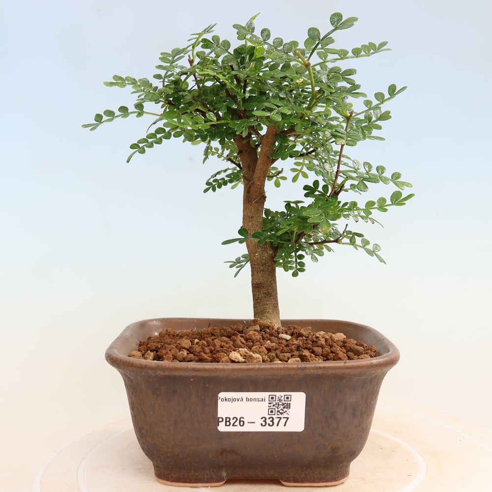 Zimmer Bonsai - Zantoxylum piperitum - Pfefferbaum