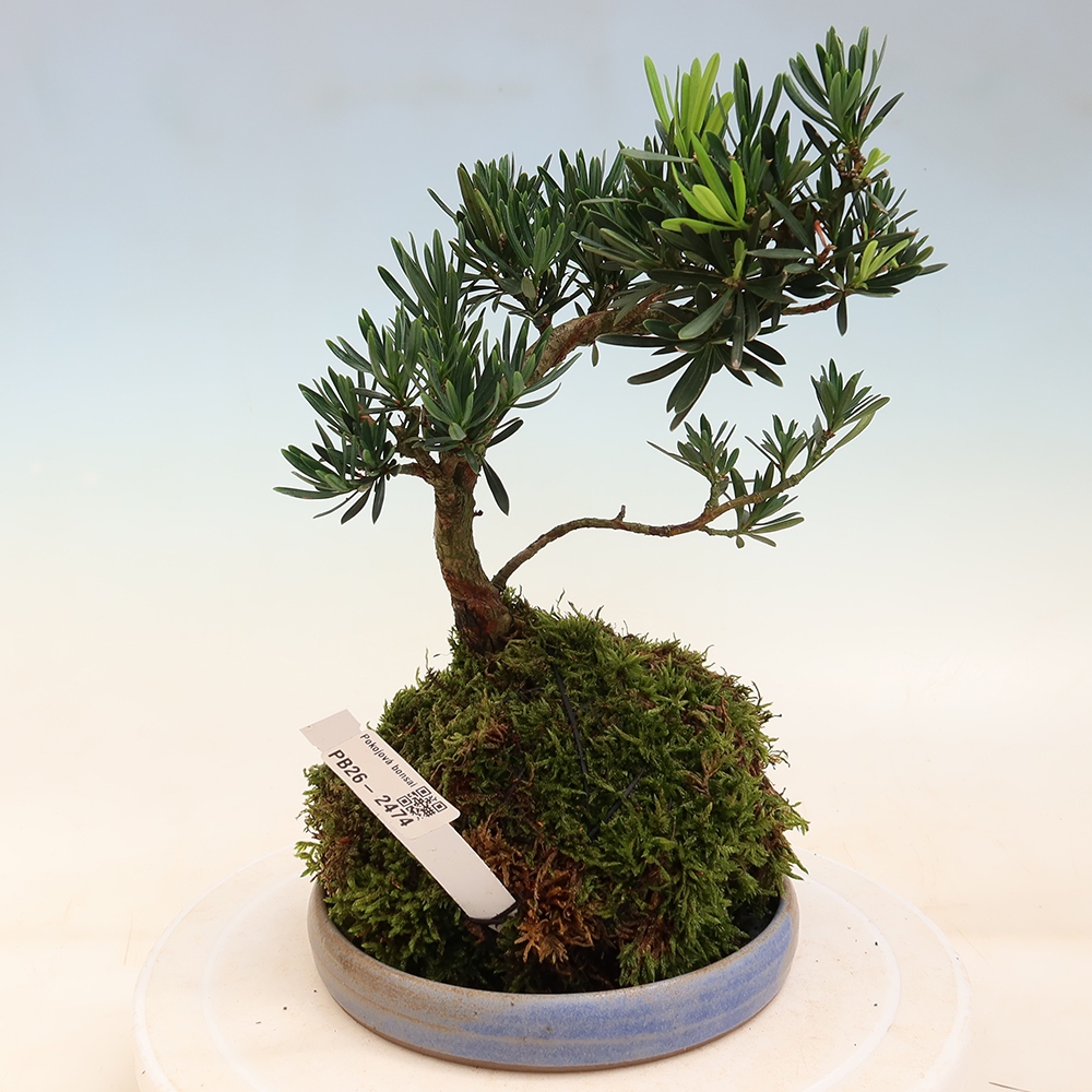 Kokedama mit Untersetzer – Podocarpus – Steineibe