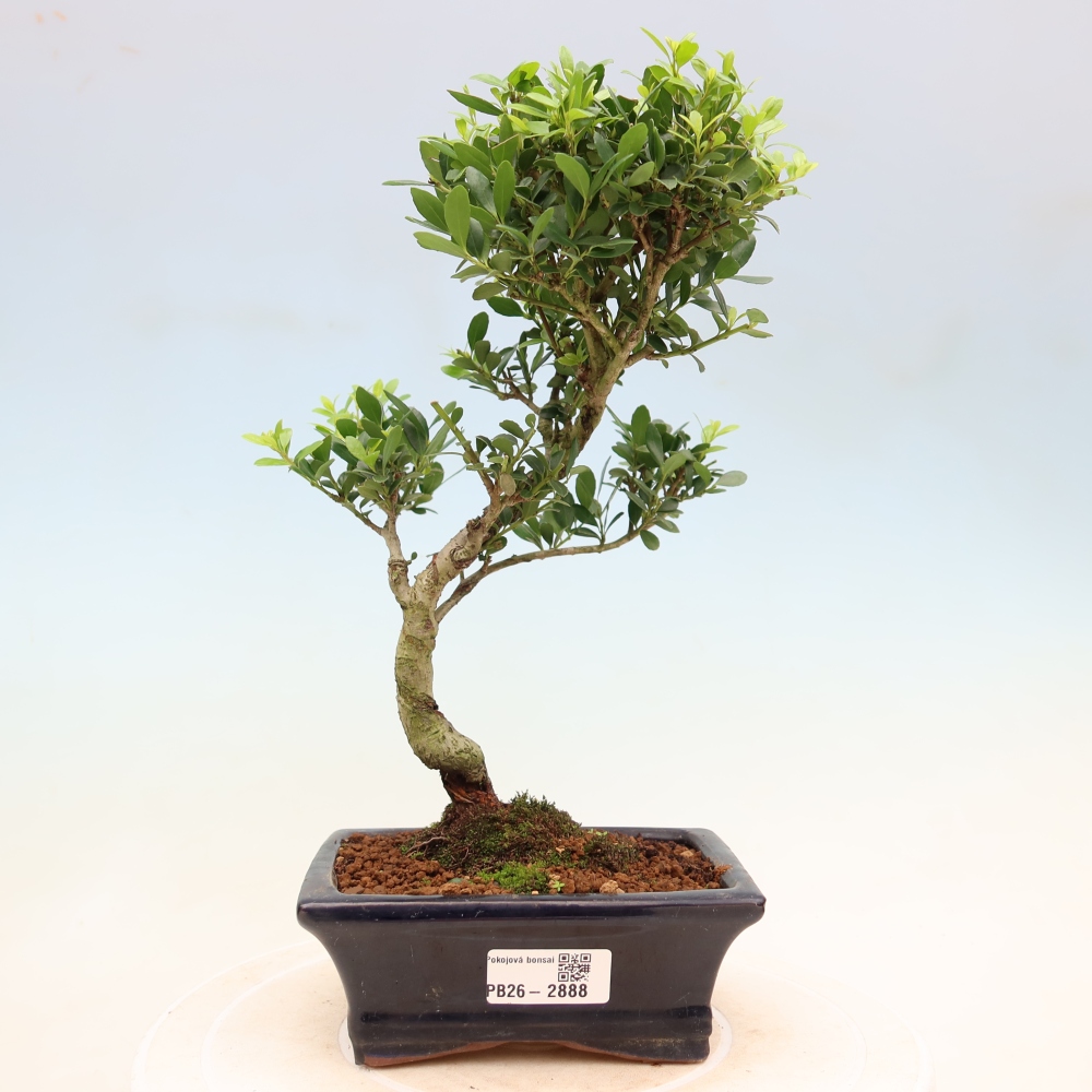 Zimmer Bonsai - Ilex crenata - Stechpalme