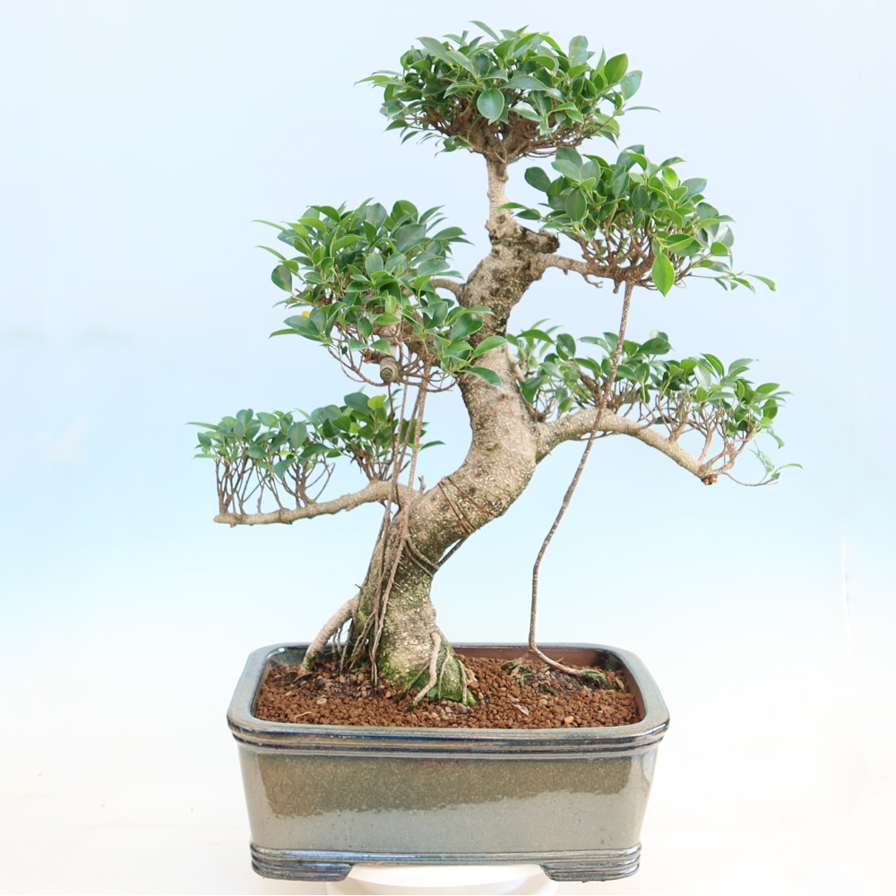 Zimmerbonsai - Ficus kimmen - Kleinblättriger Ficus