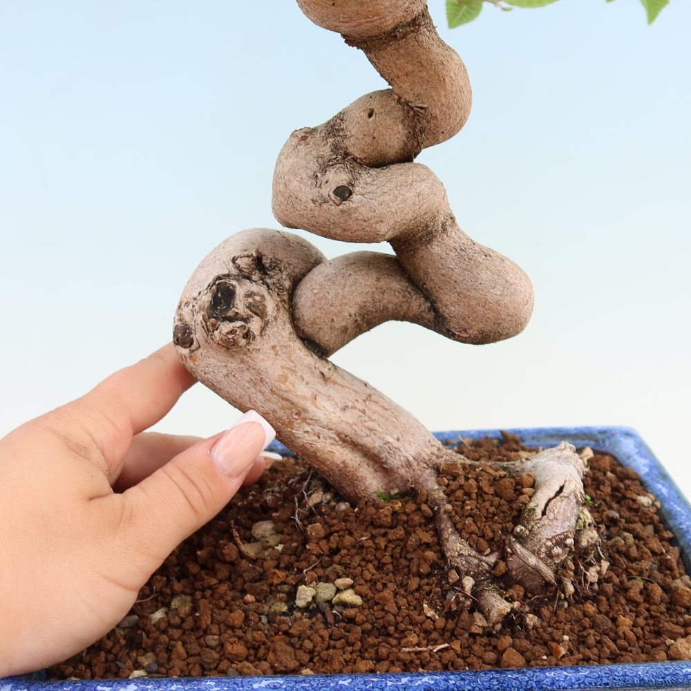 Bonsai für draußen - Karpinus Coreana - Koreanische Hainbuche