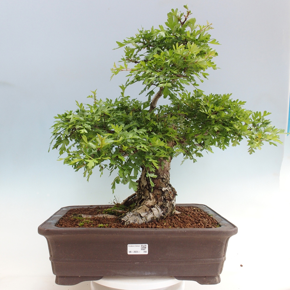 Bonsai für draußen - Weißdorn - Crataegus monogyna
