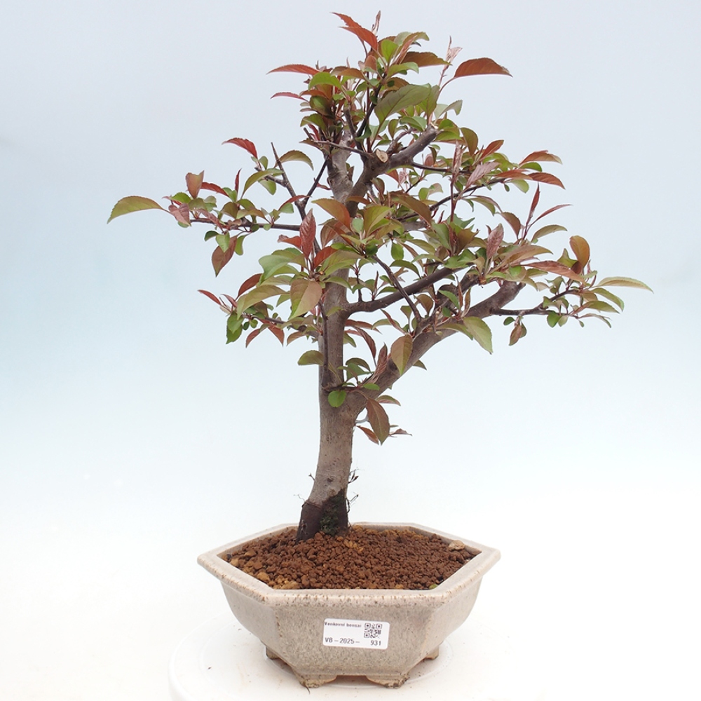 Outdoor-Bonsai -Malus domestica - Kleinfrüchtiger rotblättriger Apfelbaum