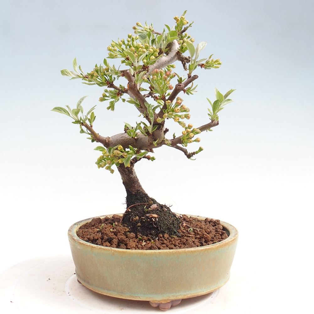 Outdoor Bonsai - Malus sargentii - Kleinfrüchtiger Apfelbaum