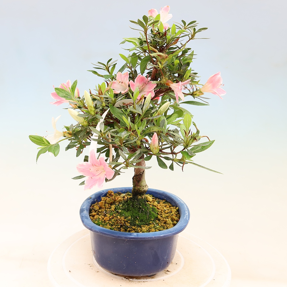 Bonsai für draußen - Japanische Azalee - Azalee Senhime