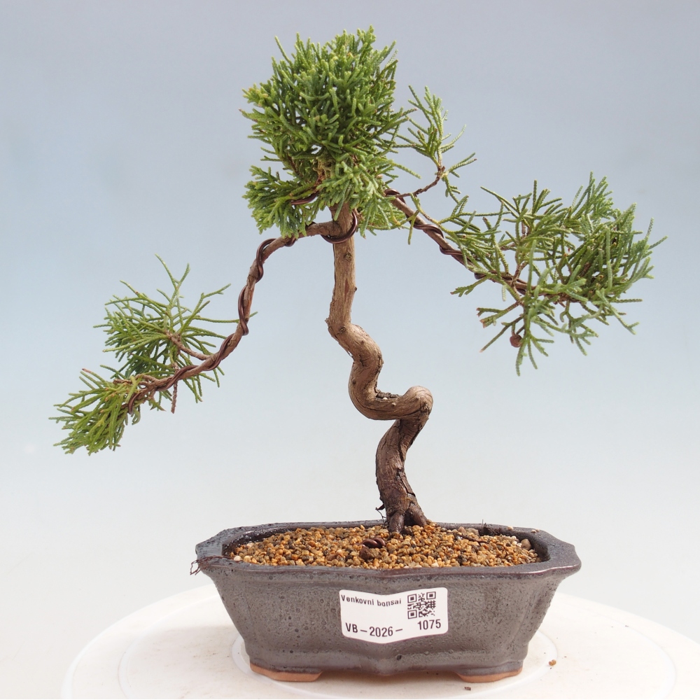 Bonsai für draußen - Juniperus chinensis Kishu