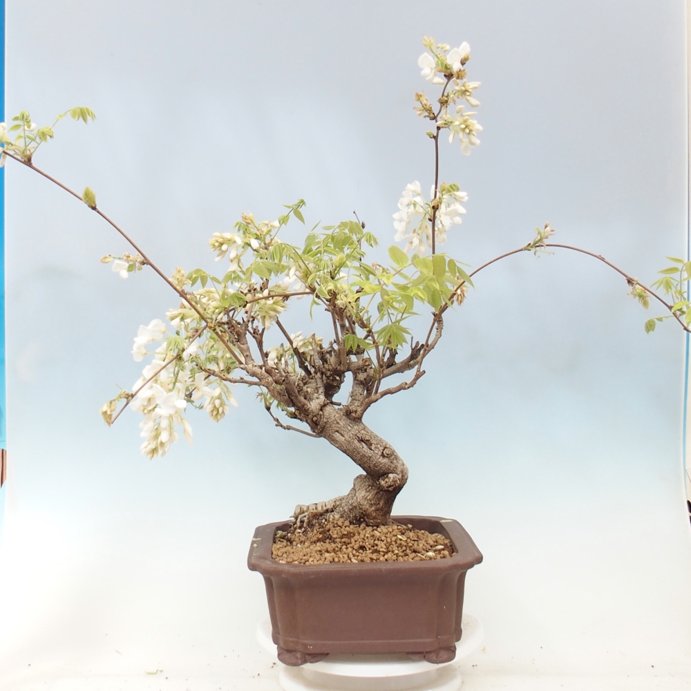 Bonsai für draußen - Vistaria - Glyzinie