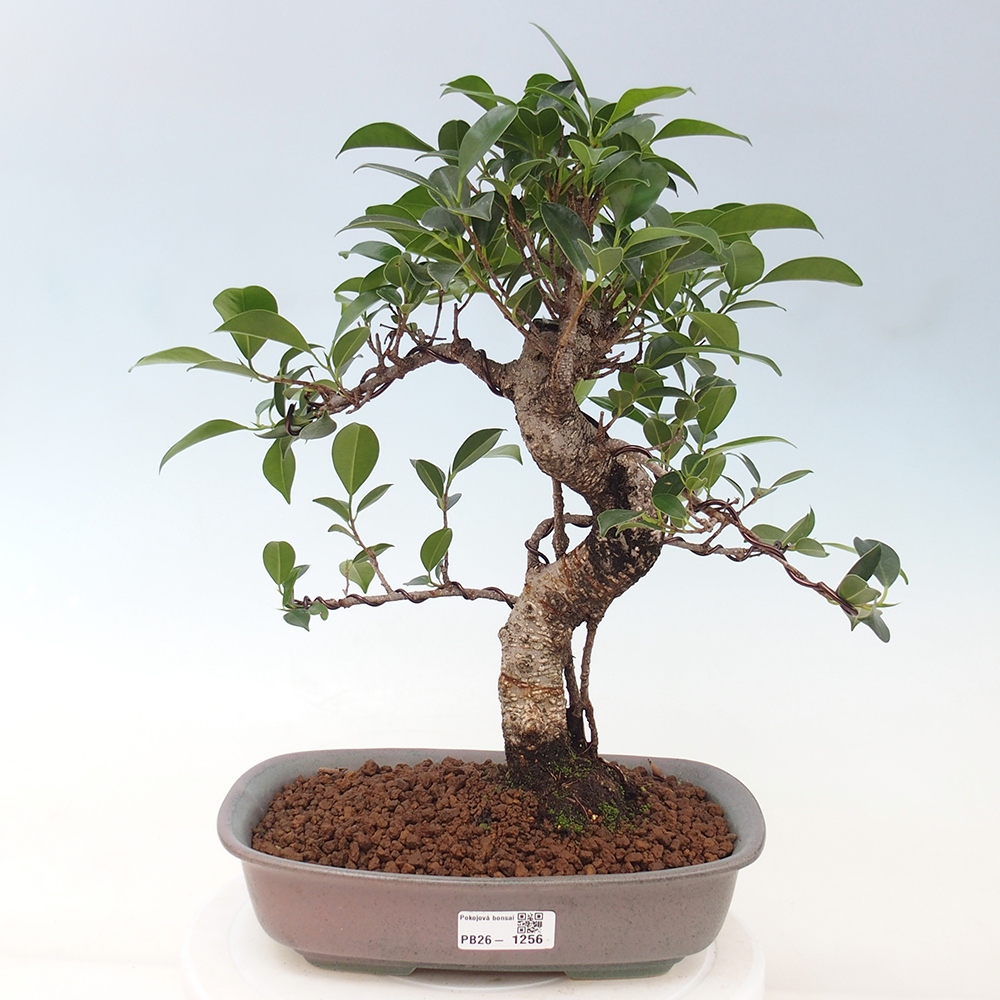 Zimmerbonsai - Ficus kimmen - Kleinblättriger Ficus