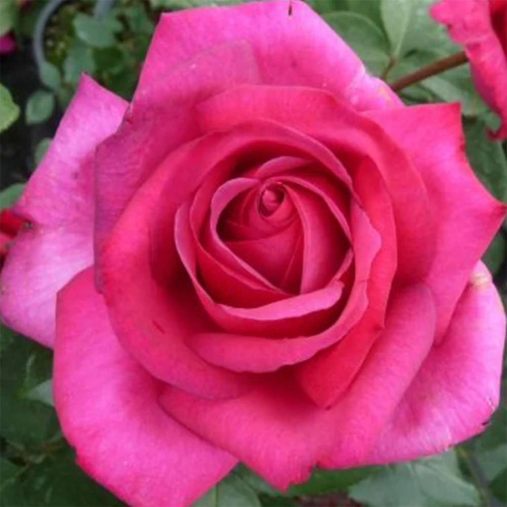Bonsai für draußen - Rosa Kordes - Rose