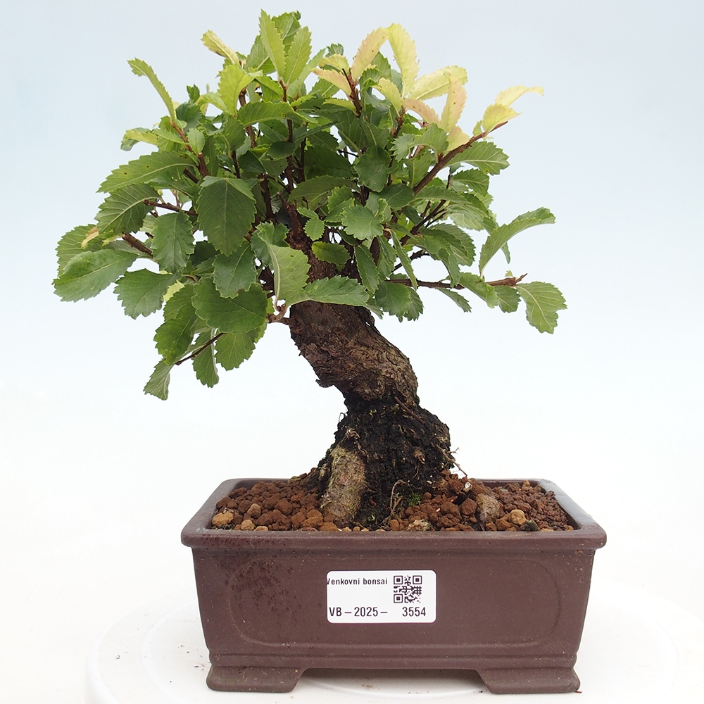 Bonsai für draußen - Zelkova - Zelkova NIRE