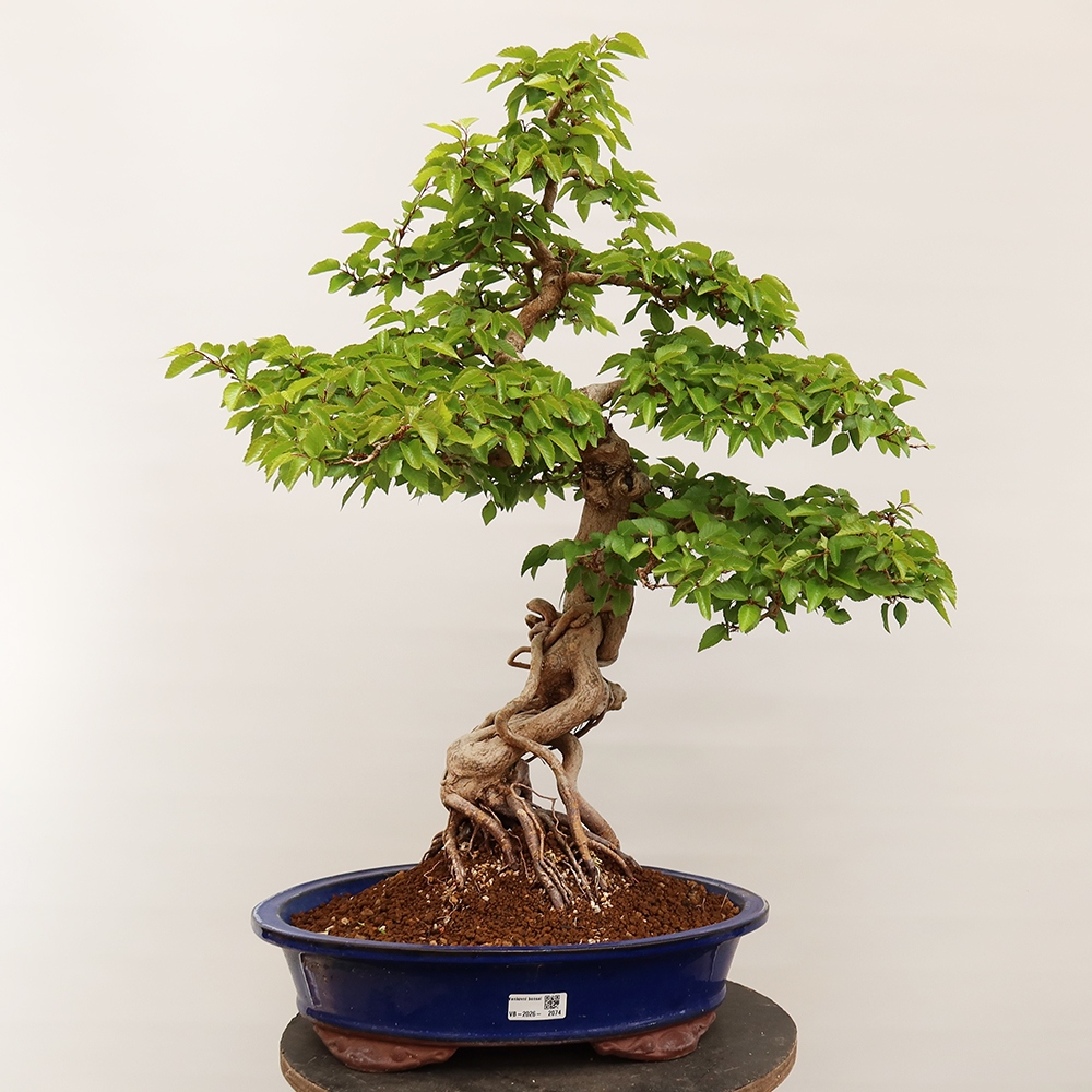 Bonsai für draußen - Karpinus Coreana - Koreanische Hainbuche