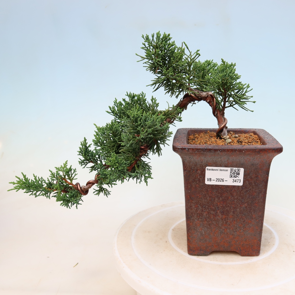 Bonsai für draußen - Juniperus chinensis Kishu