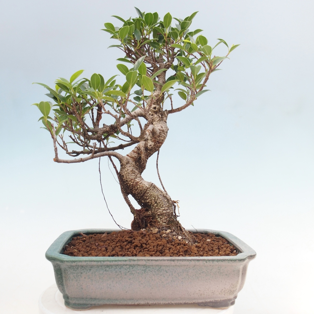 Zimmerbonsai - Ficus kimmen - Kleinblättriger Ficus