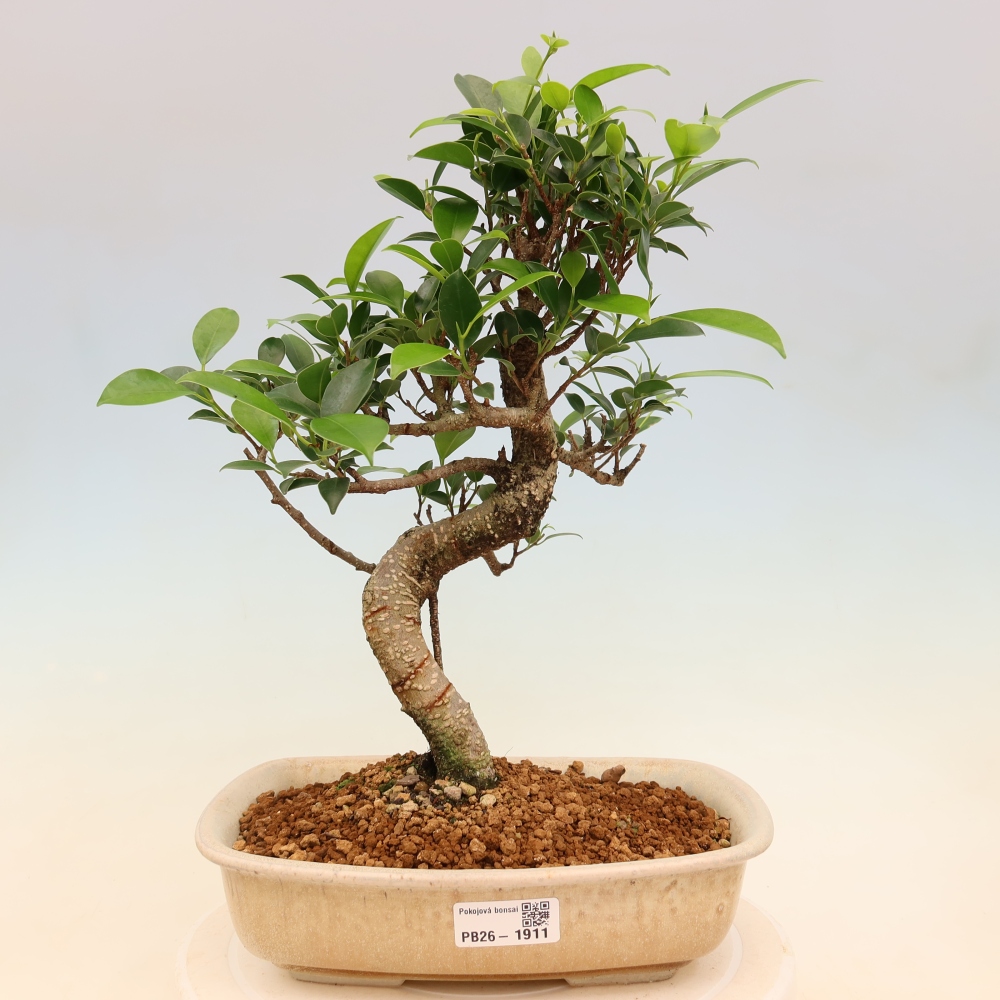 Zimmerbonsai - Ficus kimmen - Kleinblättriger Ficus
