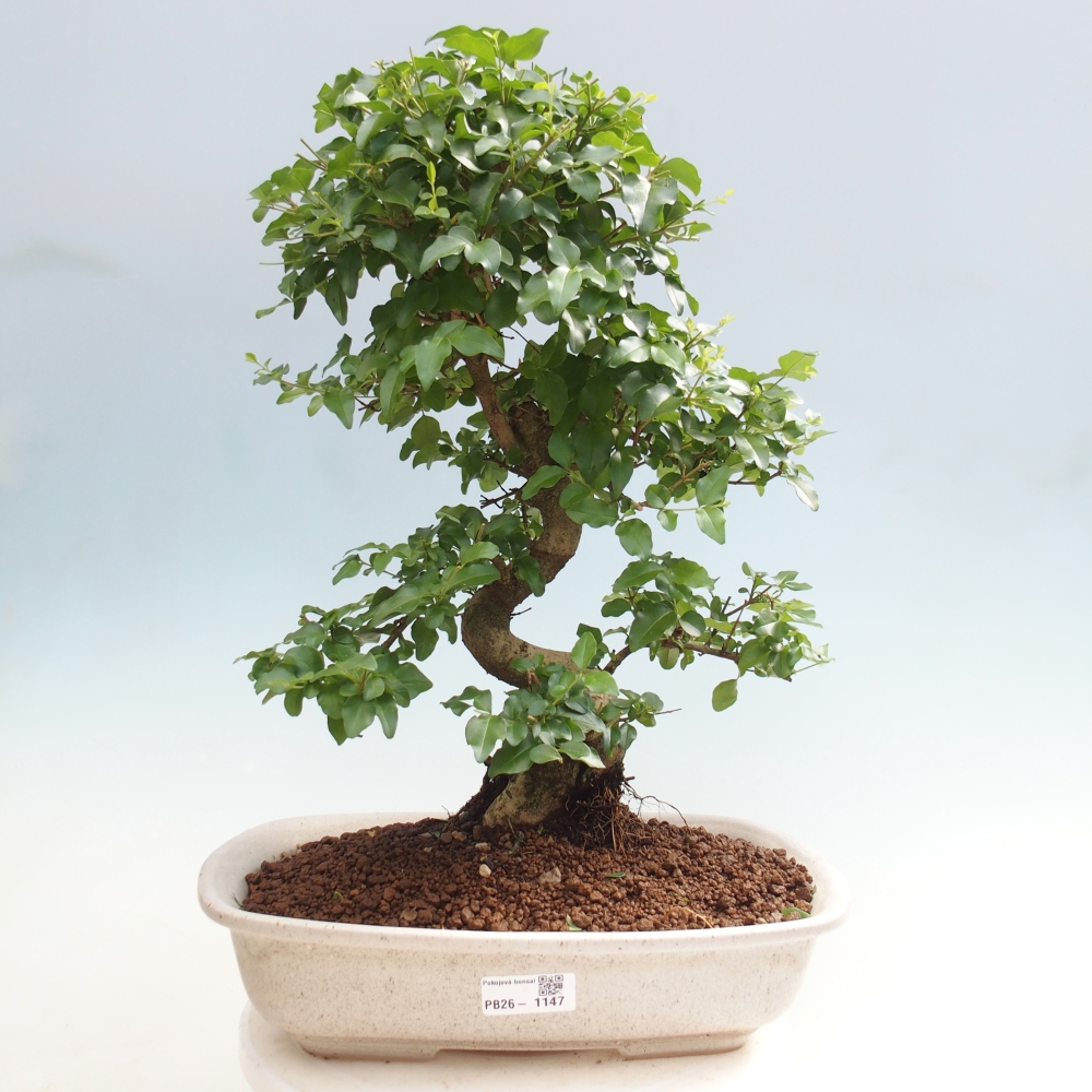 Zimmer Bonsai -Ligustrum chinensis - Vogelschnabel