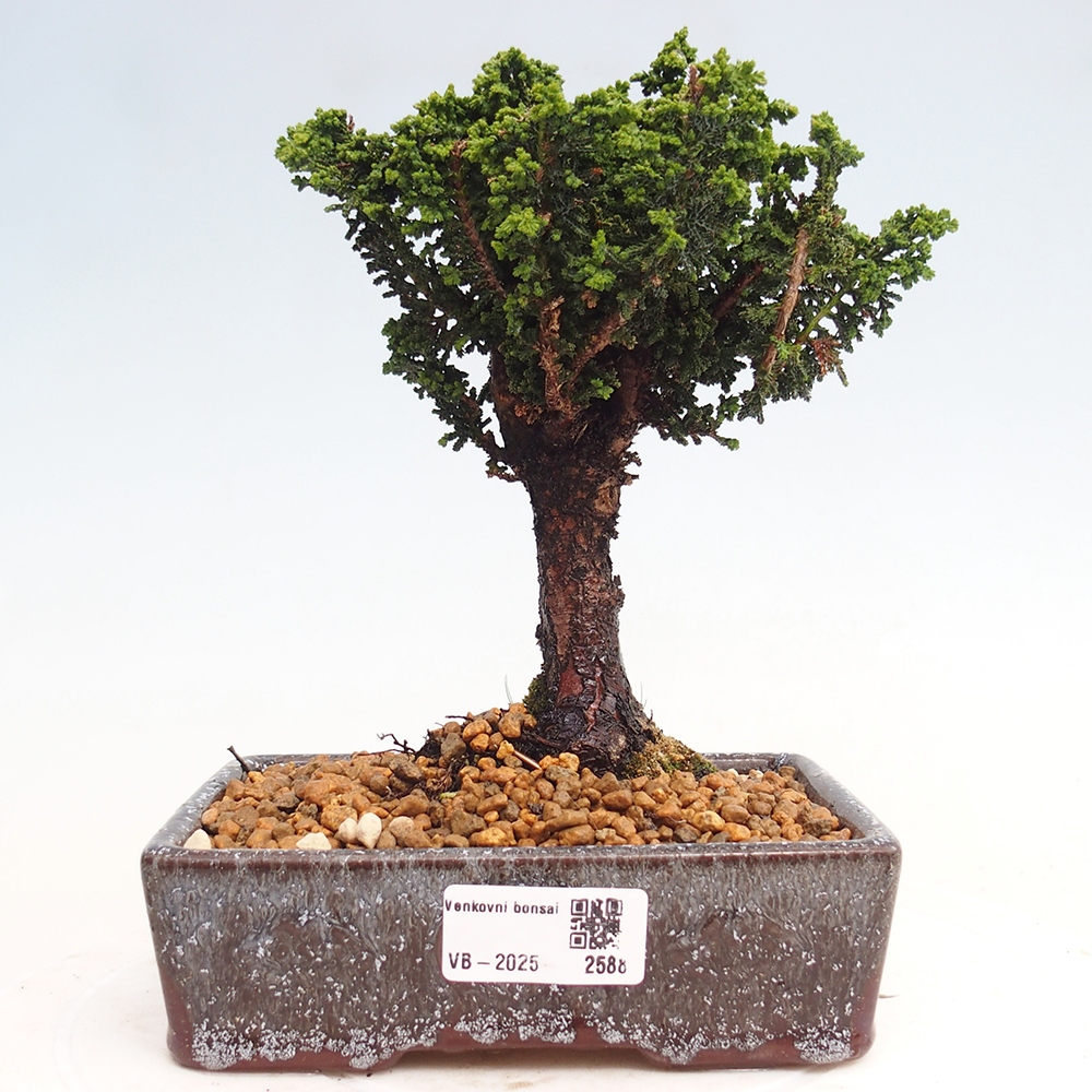Bonsai für draußen - Cham. obtusa SEKKA HINOKI - Zypresse