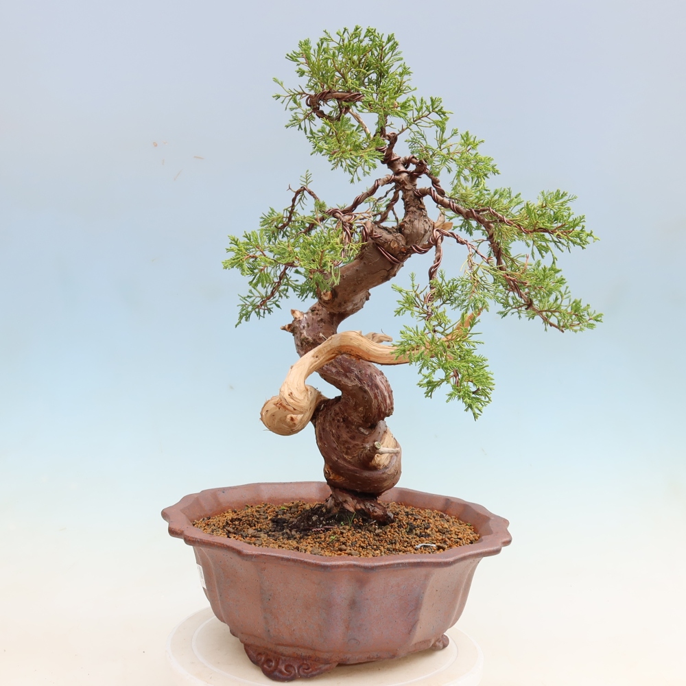 Bonsai für draußen - Juniperus chinensis Itoigawa-Juniperus chinensis