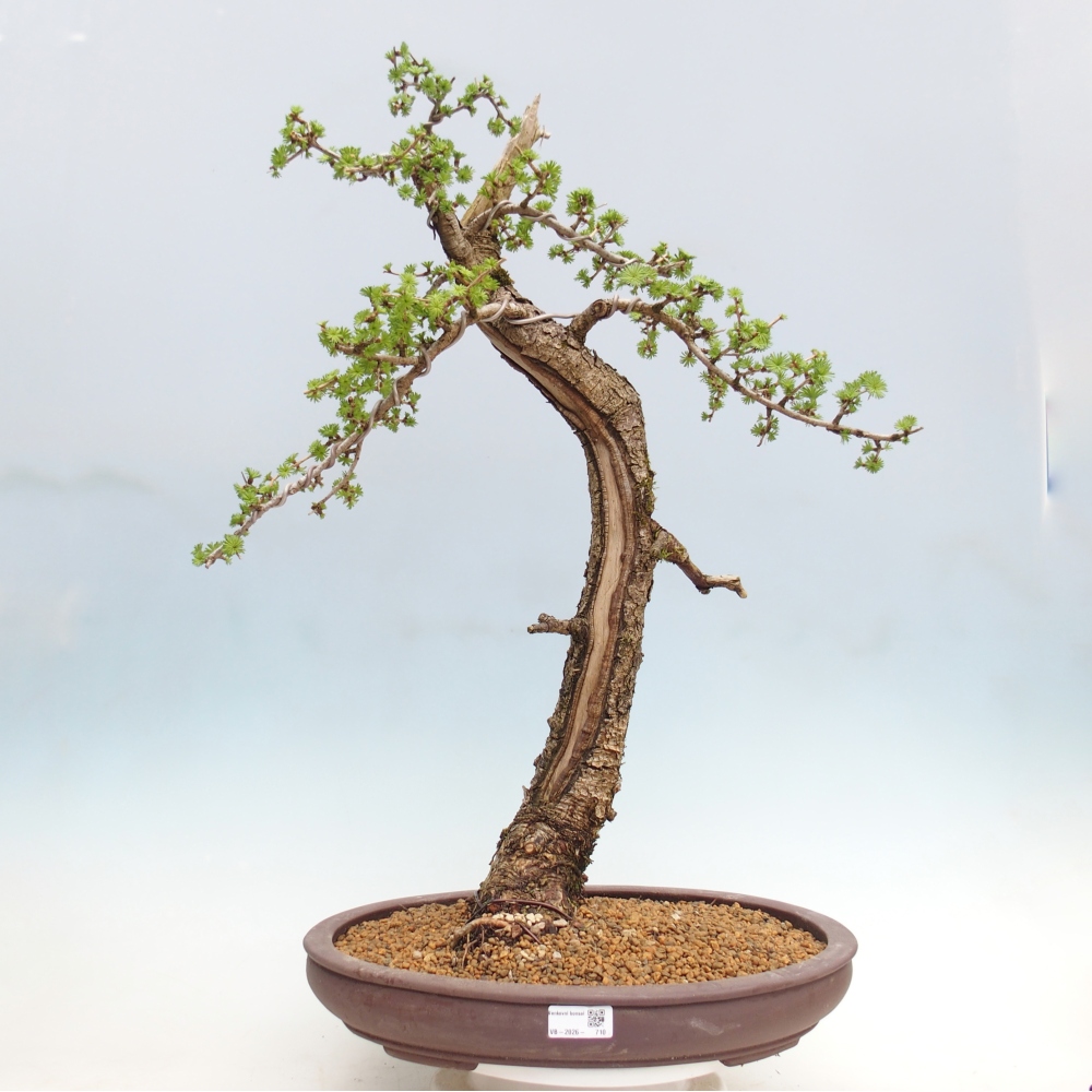 Outdoor-Bonsai -Larix decidua - Lärche - nur Palettentransport