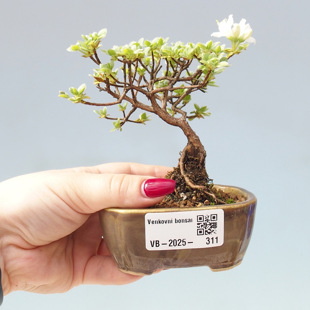Bonsai für draußen - Rhododendron indicum - Japanische Azalee