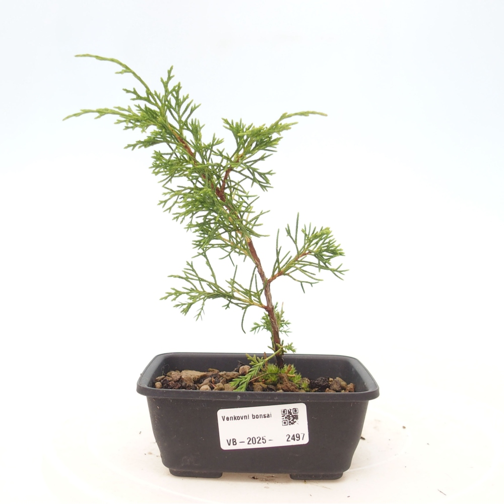Bonsai für draußen - Juniperus chinensis Itoigawa