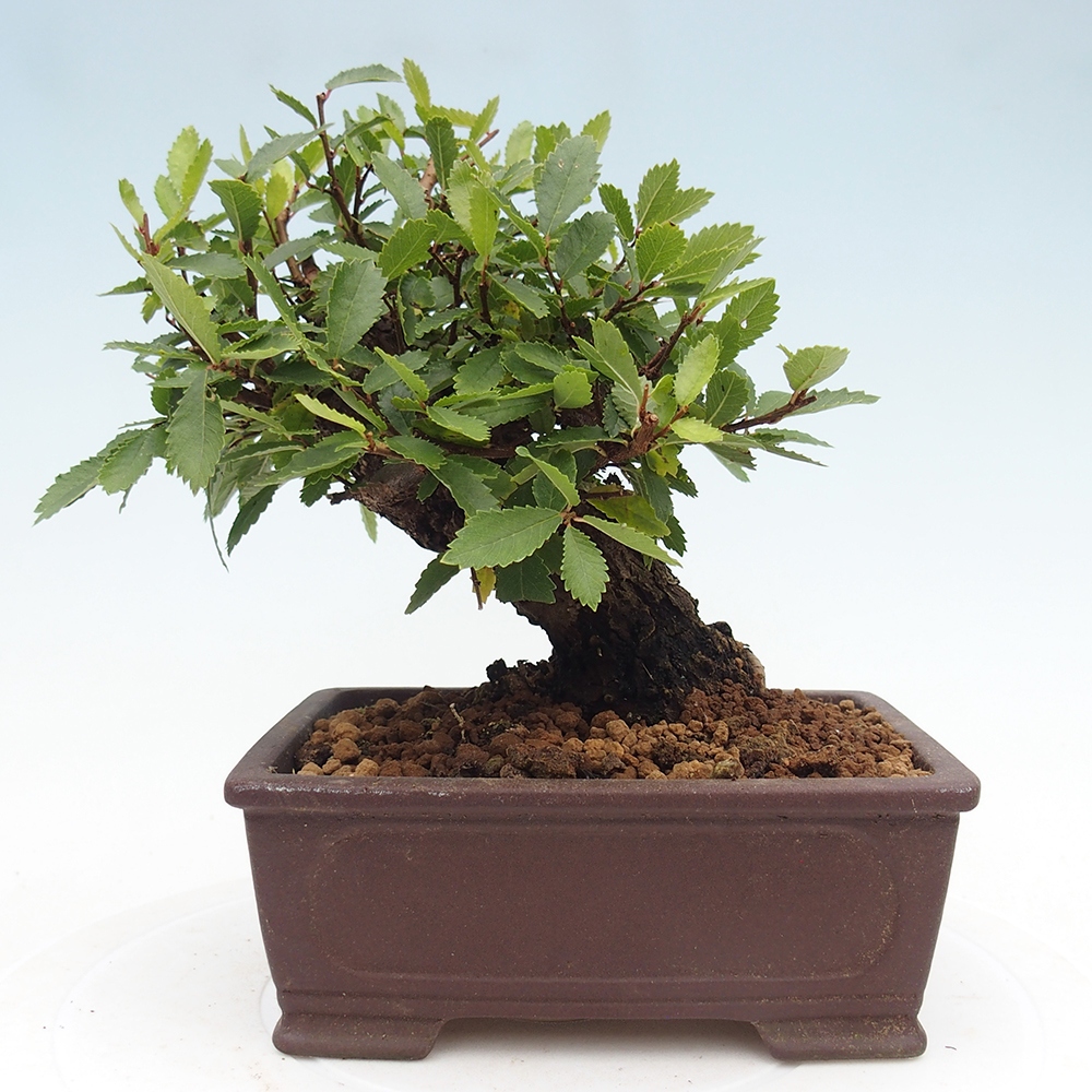 Bonsai für draußen - Zelkova - Zelkova NIRE