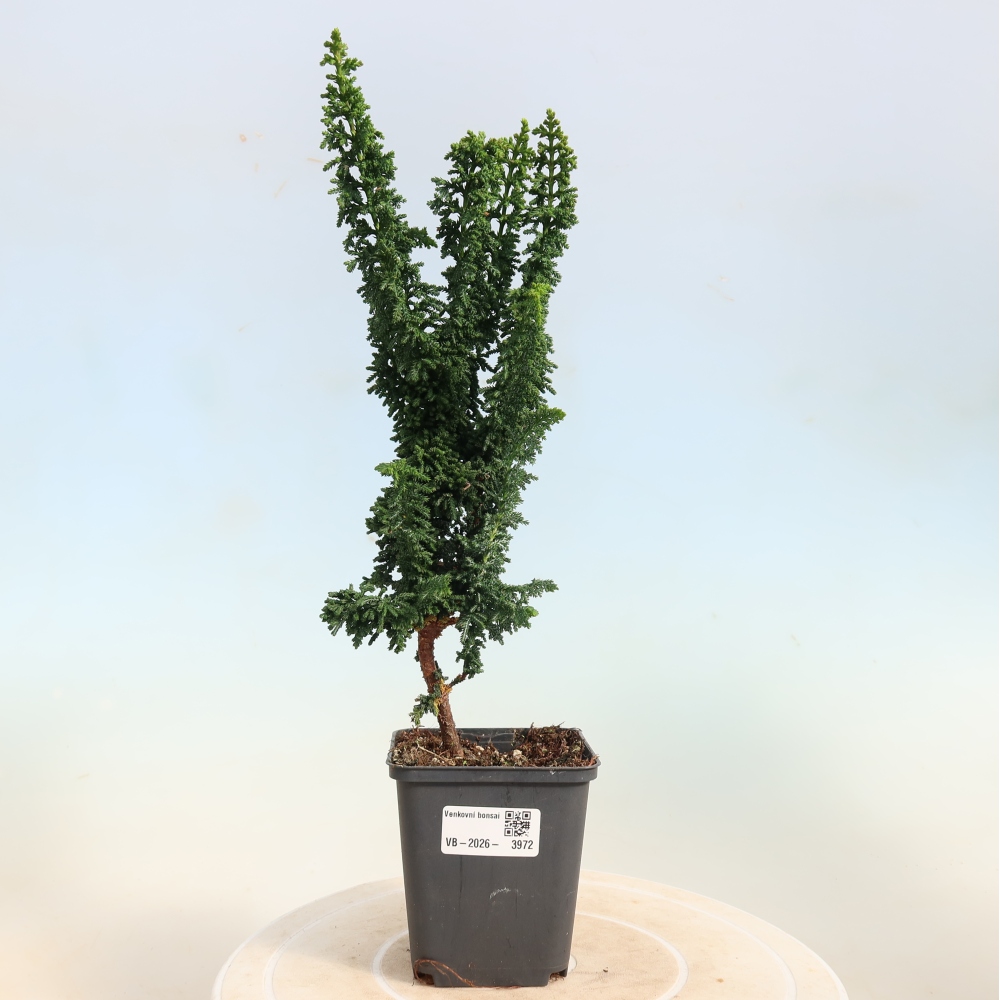 Bonsai für draußen - Cham. obtusa SEKKA HINOKI - Zypresse