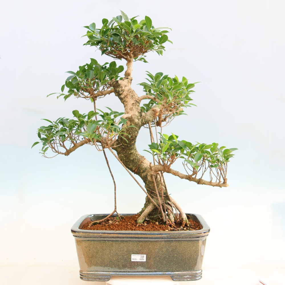 Zimmerbonsai - Ficus kimmen - Kleinblättriger Ficus