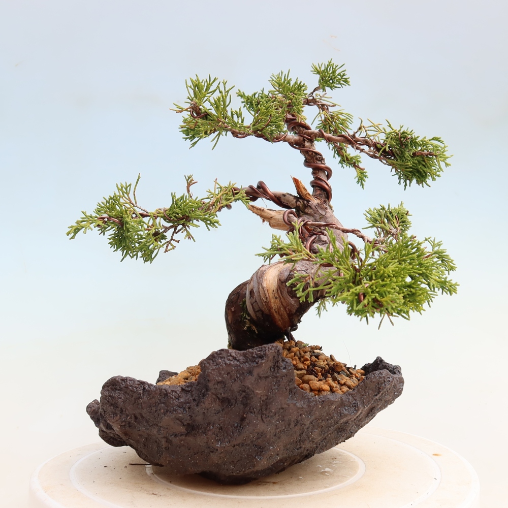 Bonsai für draußen - Juniperus chinensis Itoigawa-Juniperus chinensis