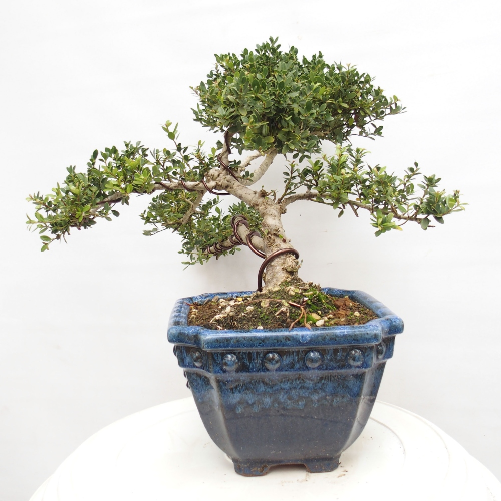 Zimmer Bonsai - Ilex crenata - Stechpalme