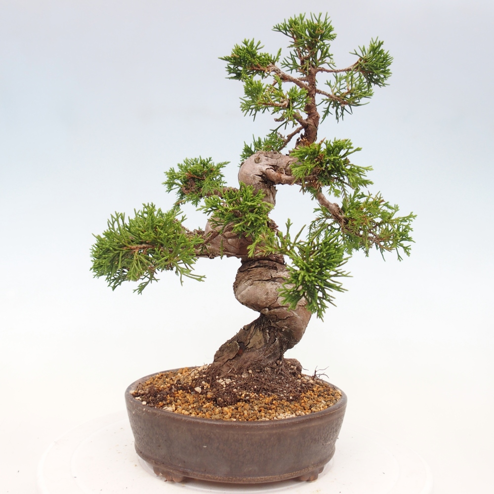 Bonsai für draußen - Juniperus chinensis Itoigawa