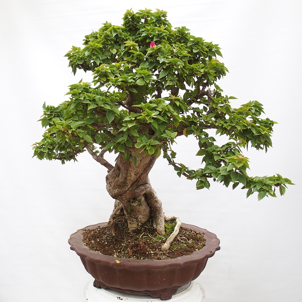 Zimmer Bonsai - Bouganwilea