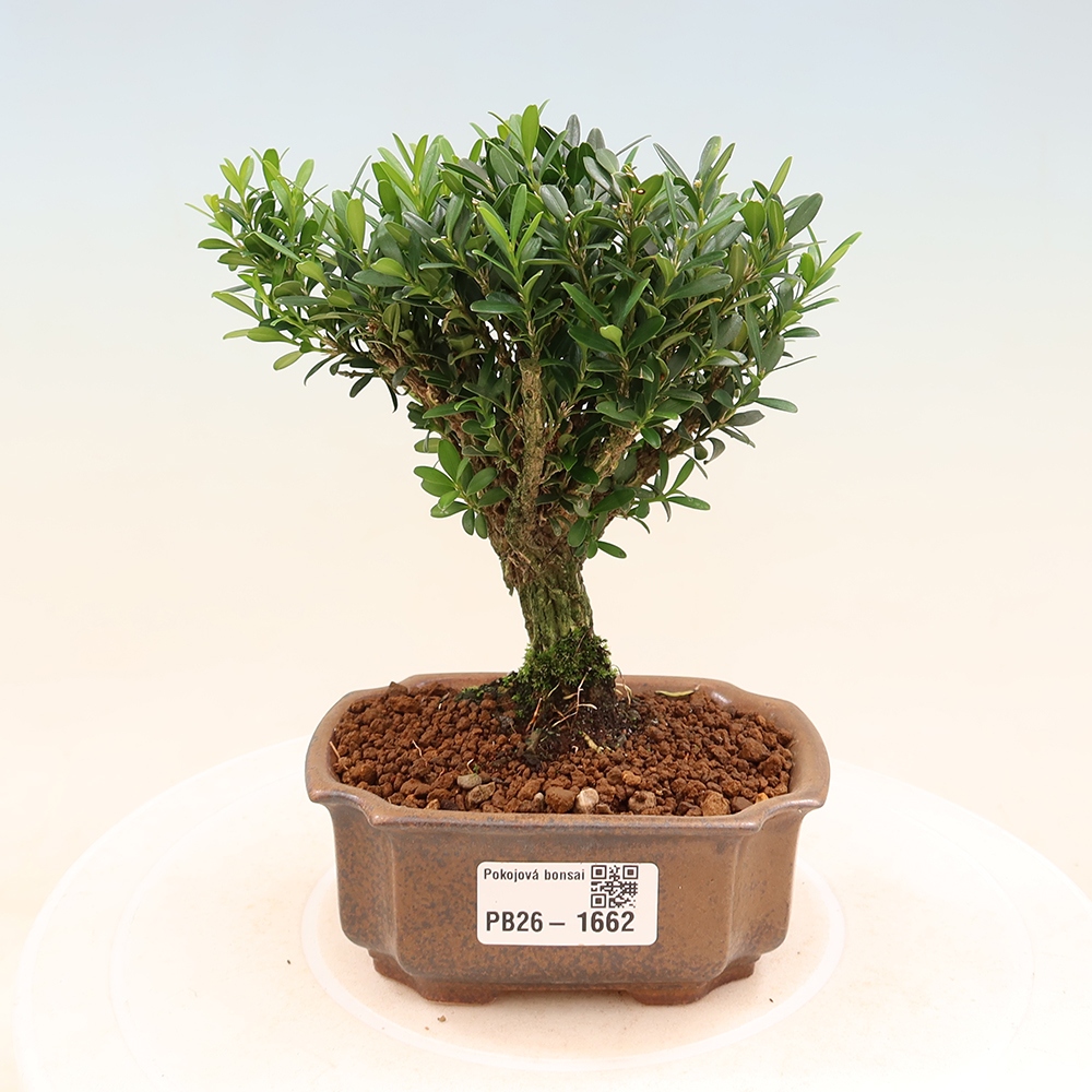 Zimmer Bonsai - Buxus harlandii - Korkbuxus