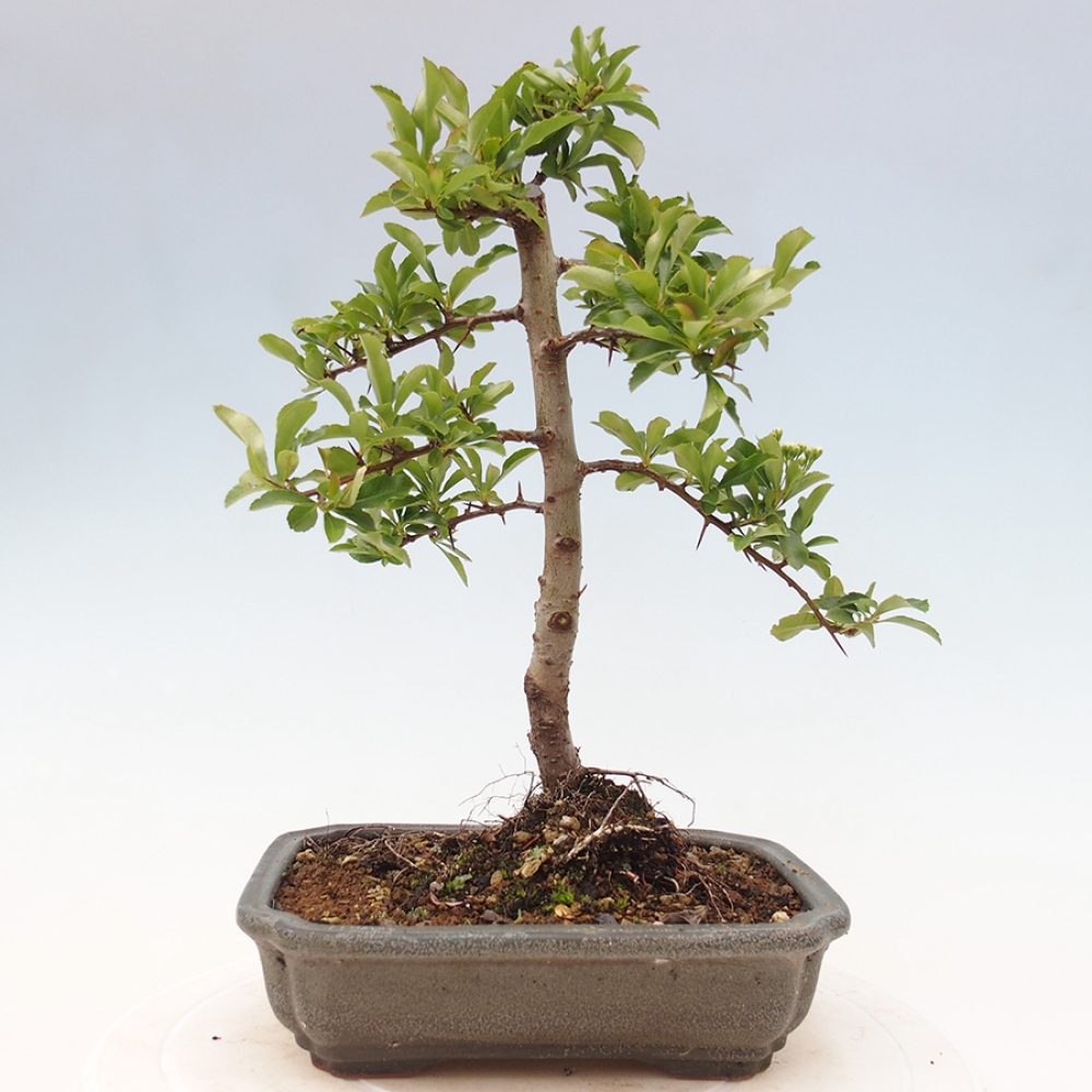Freiland-Bonsai-Pyracantha Teton -Hlox