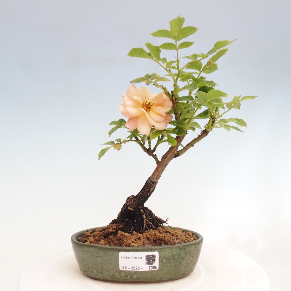 Bonsai für draußen - Rosa Kordes - Rose