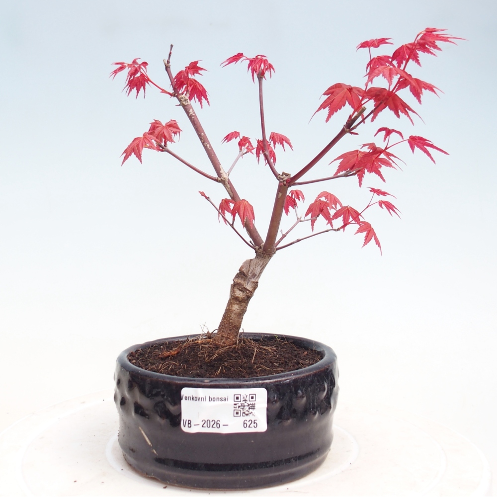 Bonsai für draußen - Acer palmatum DESHOJO