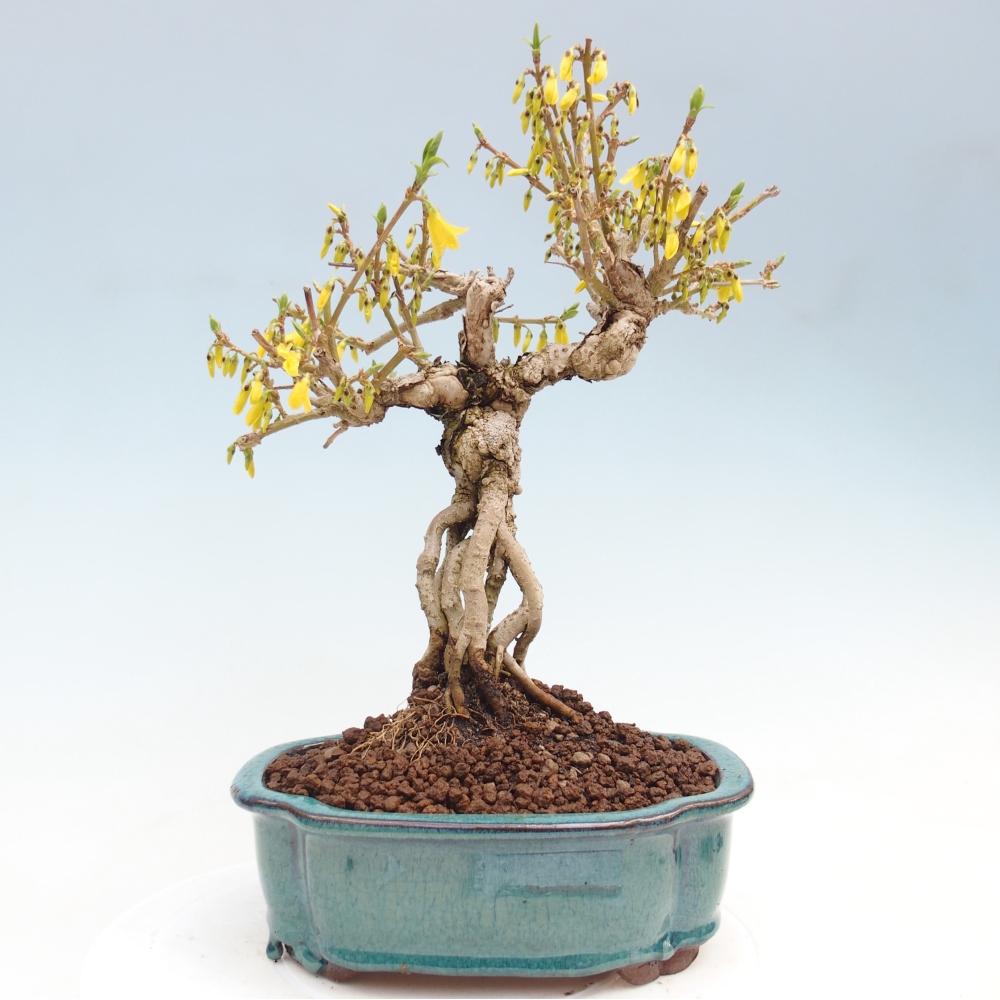 Bonsai für draußen - Zlatice - Forsythia koreana