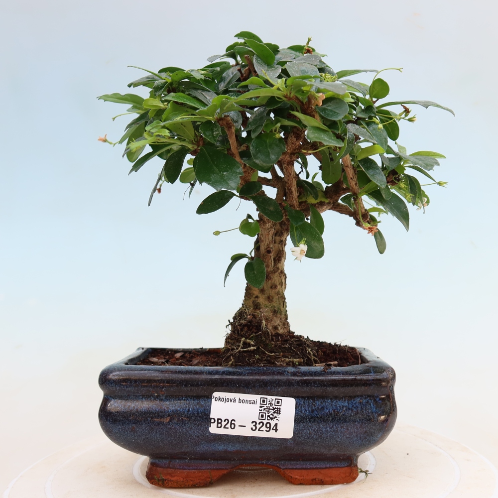 Zimmer-Bonsai - Carmona macrophylla - Tee-Fuki