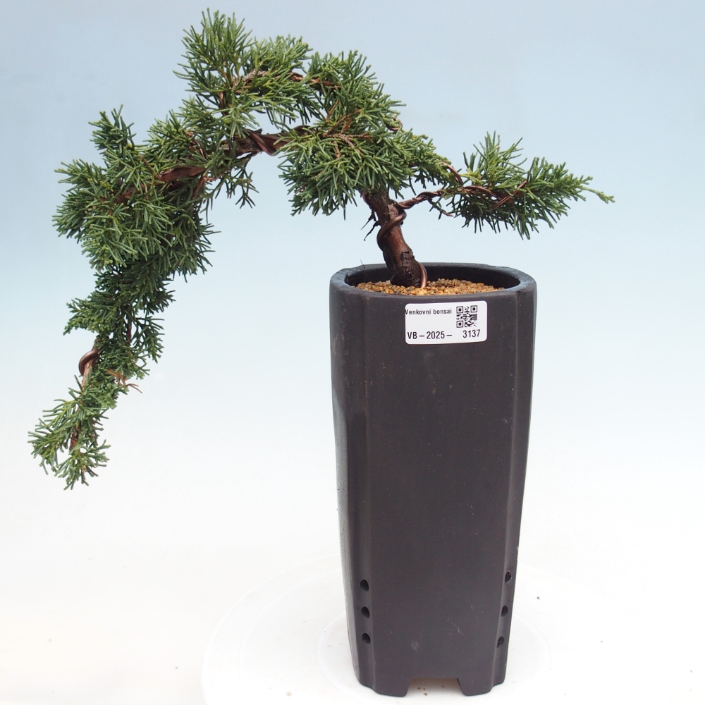 Bonsai für draußen - Juniperus chinensis Kishu